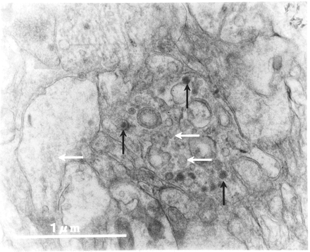 Fig 4.