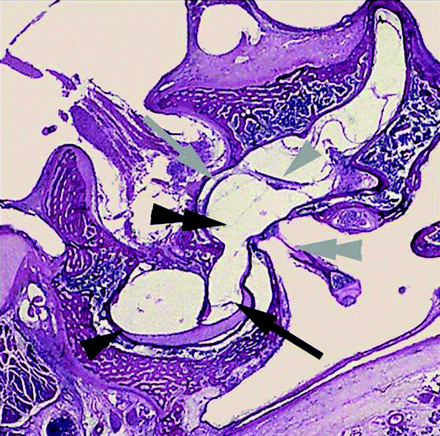 Fig 7.