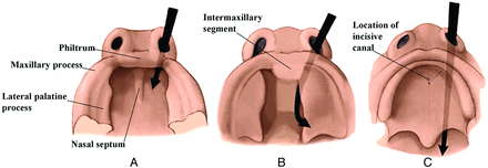 Fig 1.