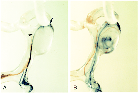 fig 1.