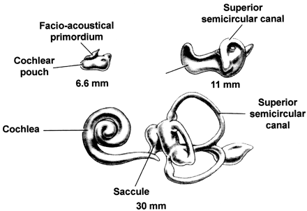fig 6.