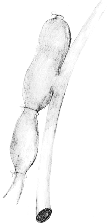 Fig 1.