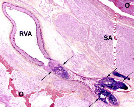 Fig 5.