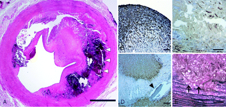 Fig 3.