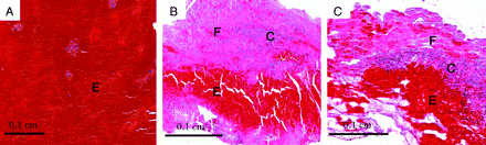 Fig 2.