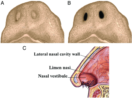 Fig 8.