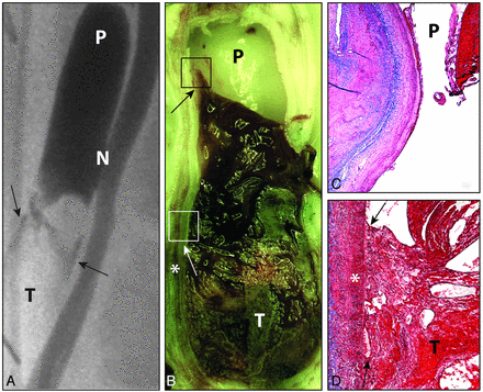 Fig 1.