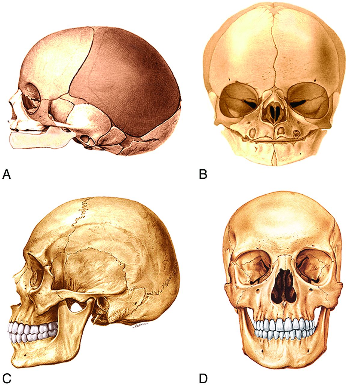Полости лицевого черепа. Седловидная кость черепа. Форма человеческого черепа. Череп анатомия. Строение детского черепа.