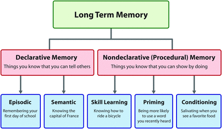 Memory Part 1: Overview | American Journal of Neuroradiology