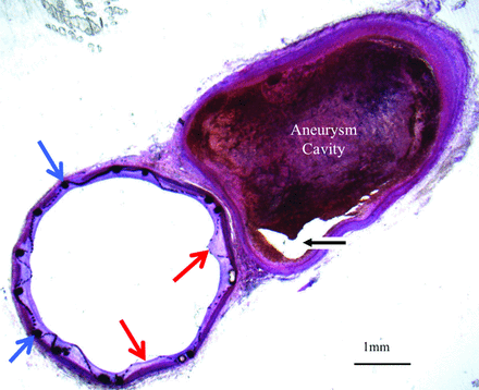 Fig 4.