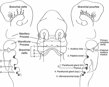 FIG 6.